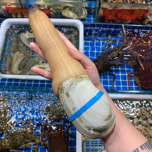 上海闪送【加拿大A+干蚌象拔蚌】进口刺身加州干蚌500g称重计价