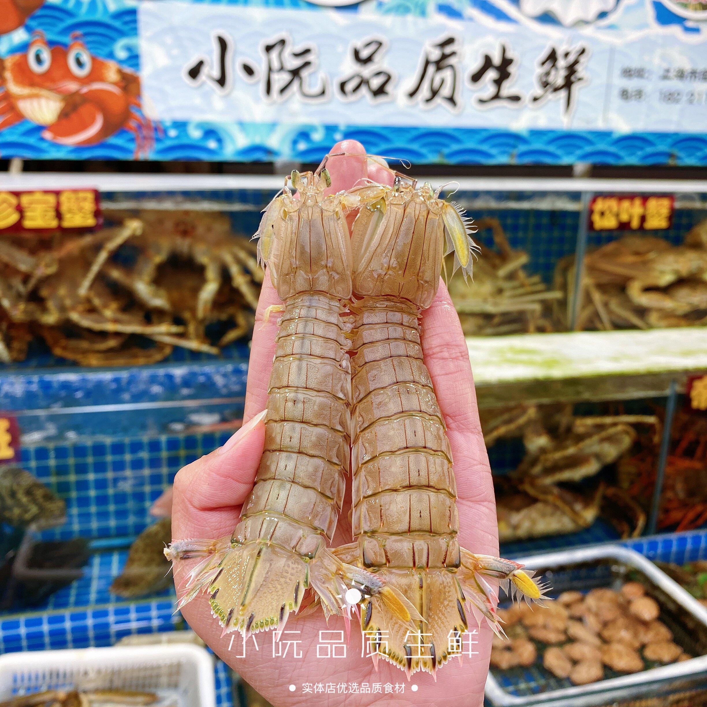 鲜活皮皮虾超大濑尿虾虾爬琵琶虾海鲜特大虾蛄虾富贵虾顺丰发货
