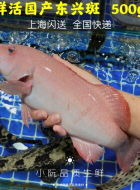 上海闪送鲜活东兴红石500g斑鱼