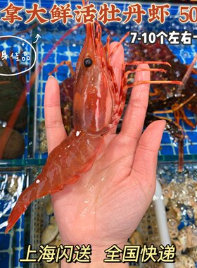 上海鲜活牡丹虾船冻日本食材