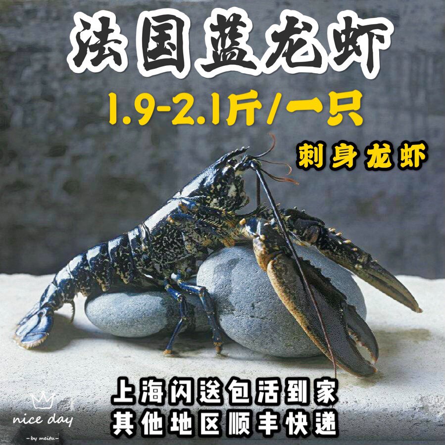 鲜活法国进口布洛塔尼蓝龙虾1.9-2.1斤一只海鲜蓝龙大龙虾顺丰