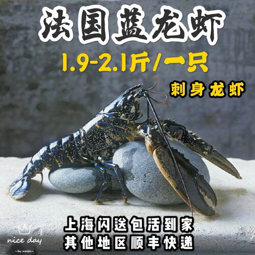鲜活法国进口布洛塔尼蓝龙虾1.9-2.1斤一只海鲜蓝龙大龙虾顺丰