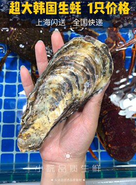活鲜超大韩国进口生蚝鲜活大生蚝刺身食材法国吉拉多蒜蓉清蒸生蚝