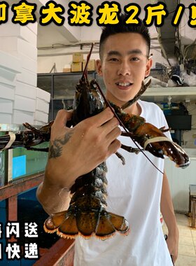 鲜活加拿大波龙2斤一只龙虾波斯顿波龙活鲜水产奥龙海鲜包活包邮