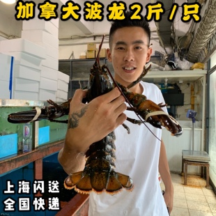 鲜活加拿大波龙2斤一只龙虾波斯顿波龙活鲜水产奥龙海鲜包活包邮