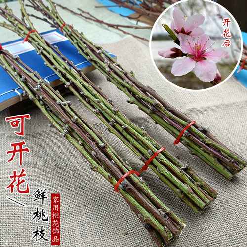 水培开花桃树枝带花苞