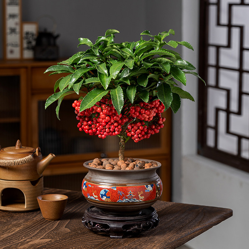 富贵籽盆栽带果花卉植物室内花绿植桌面盆景金玉满堂好养乔迁开业