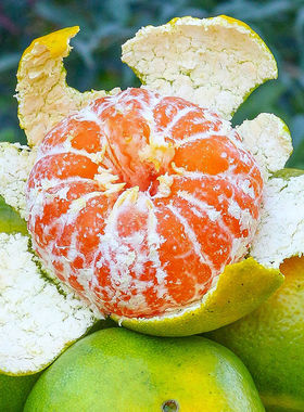 现摘石门柑橘秀坪蜜橘青黄皮桔子薄皮酸甜无籽蜜桔孕妇酸甜正宗