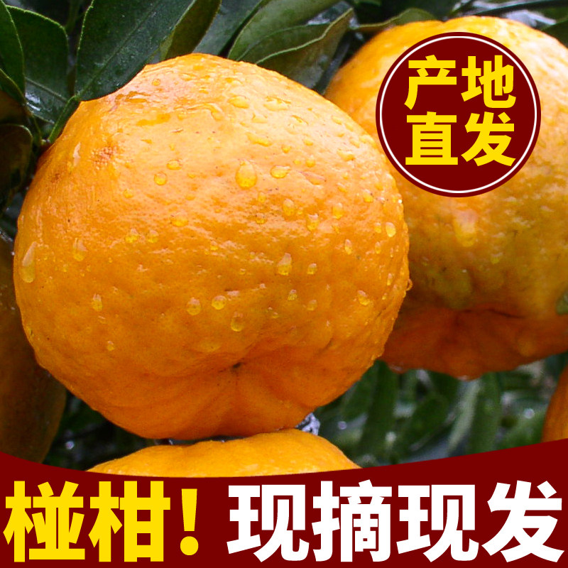 现摘正宗石门椪柑桔子新鲜水果早熟丑柑橘子皮薄孕妇水果包邮,水产肉类/新鲜蔬果/熟食,橙,淘宝优惠券,粉丝福利购,淘宝优惠卷