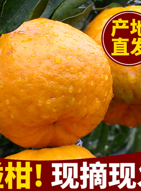 现摘正宗石门椪柑桔子新鲜水果早熟丑柑橘子皮薄孕妇水果包邮