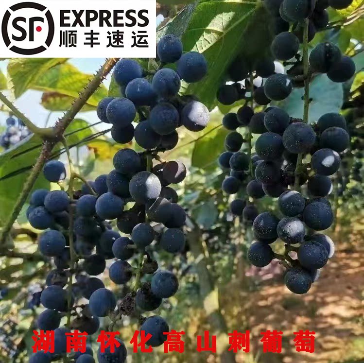 高山葡萄小粒黑葡萄怀化会同