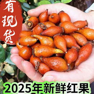 湖南怀化会同现摘今年全红果金樱子刺梨子山石榴果兰刺子糖梨