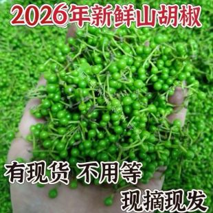 现摘现发湖南木姜子新鲜山胡椒山苍子木浆子辣椒酱祛腥调味料