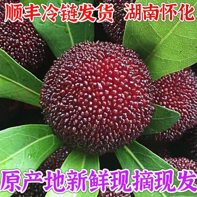 湖南怀化靖州杨梅乌梅新鲜现摘现发顺丰冷链4斤装