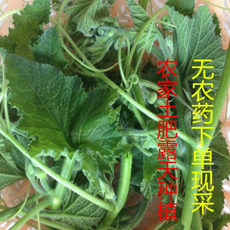 现采南瓜尖南瓜叶梗藤