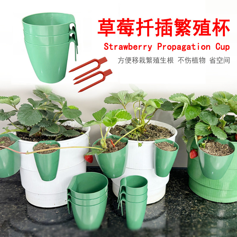 草莓种植杯育苗盆繁殖杯移植扦插草莓苗茎生根插架透气挂盆育苗盒