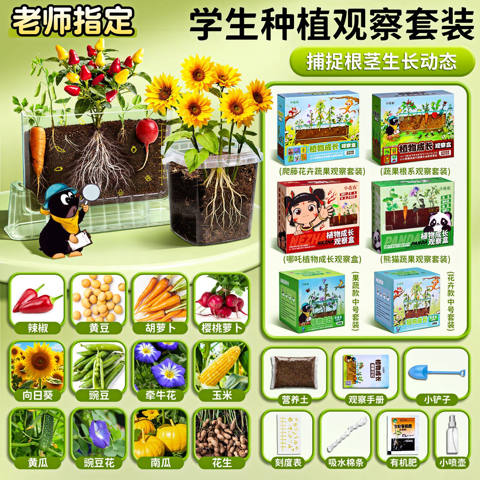儿童种植小盆栽向日葵凤仙花种子草莓小学生植物生长观察盒小番茄