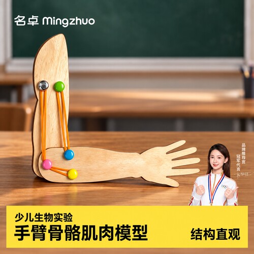 【教材同步】diy自制手臂模型