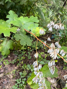 纯天然植物薄落回 勃逻回 菠萝筒 勃勒回 出售鲜茎叶根盆栽种植
