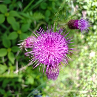 新鲜大蓟根中草药 大刺儿菜 大刺盖 山萝卜 内叶刺野外拍下现挖