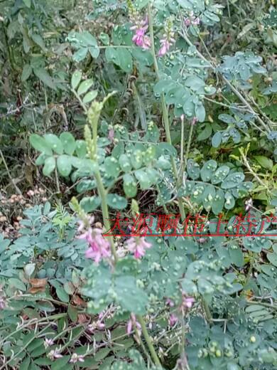 新鲜 中草药中药材新鲜马棘 野绿豆 野豆子250克18.9五斤包邮