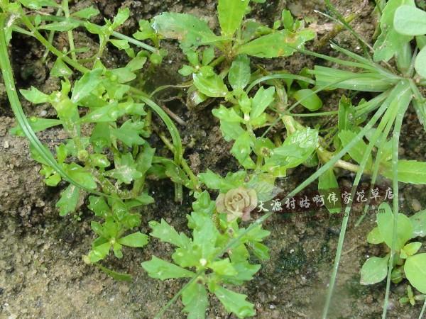 新鲜鹅不食草中草药鹅不食草汁滴桌面绿植