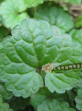 新鲜浙江省中草药材万花草