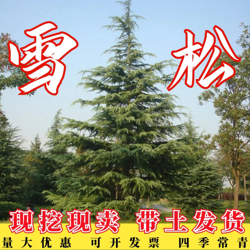 雪松树苗四季常青黑松小苗庭院耐寒盆栽行道绿化风景树圣诞雪松树