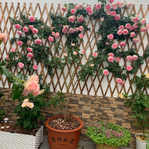 欧月藤本月季大苗蓝色阴雨盆栽月季花苗多季开花庭院爬藤浓香花卉