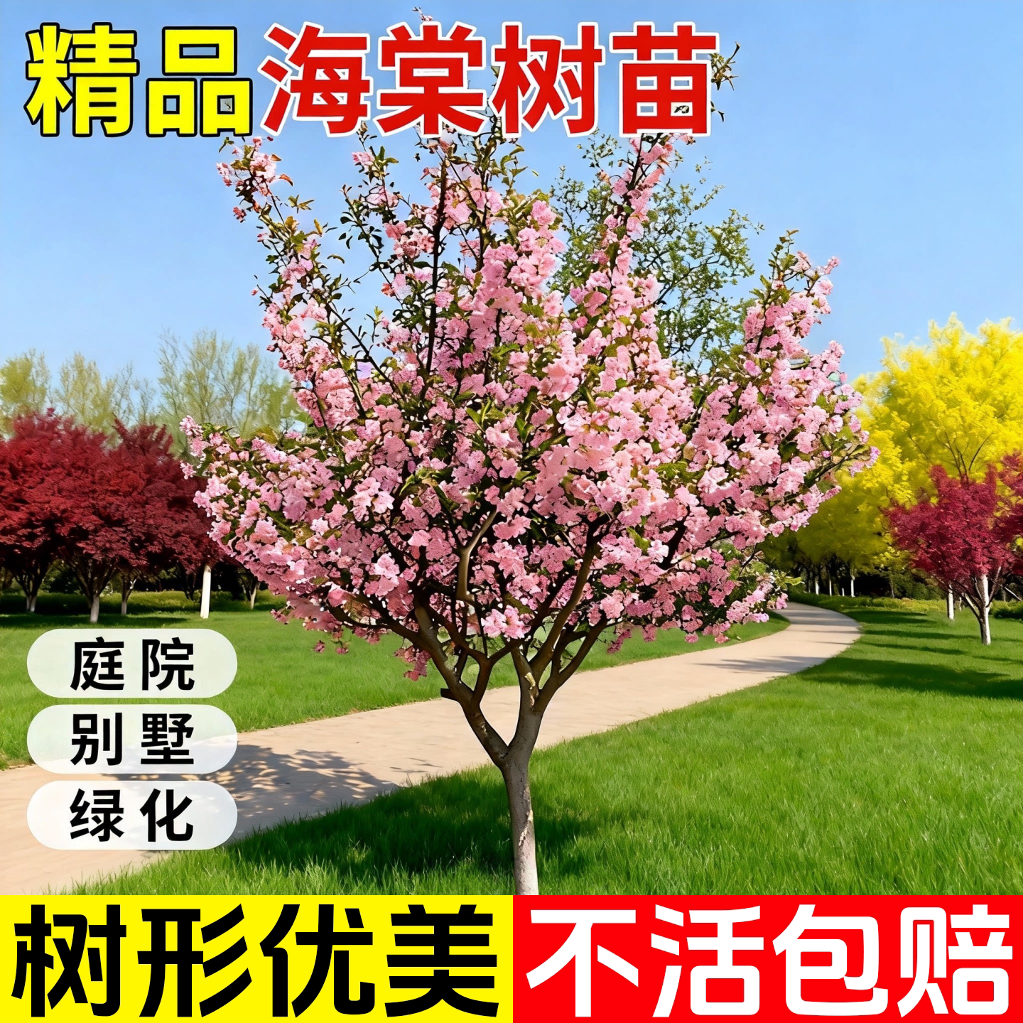 海棠花树苗庭院地栽高杆西府海棠