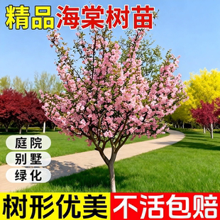 海棠花树苗庭院地栽特大树高杆西府垂丝海棠果四季开花卉北方种植