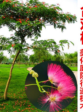 合欢树苗绿化合欢苗绒花树苗芙蓉花苗庭院盆栽合欢树小苗工程花苗