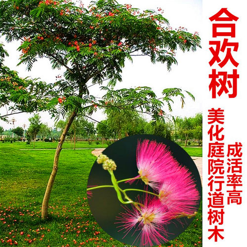 合欢树苗绿化绒花庭院盆栽