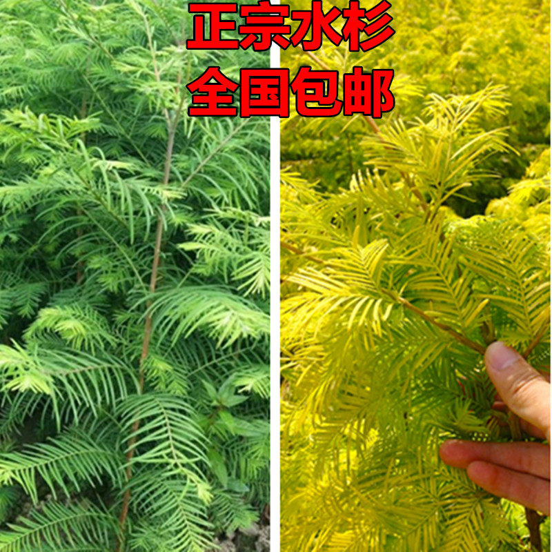 水杉树苗落羽杉苗绿化苗木池杉苗喜水植物耐庭院耐寒耐涝风景树苗