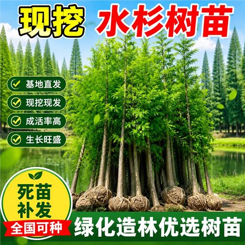 水杉树苗落羽杉池杉小苗南北方庭院护坡风景大树四季常青绿化乔木