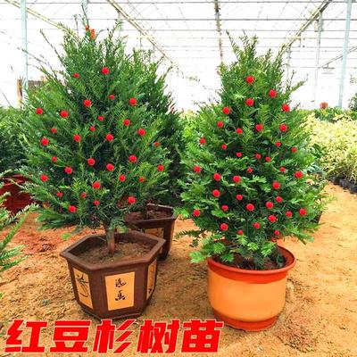 红豆杉树苗曼地亚室内庭院别墅耐寒四季常青地栽风景植物红豆杉苗