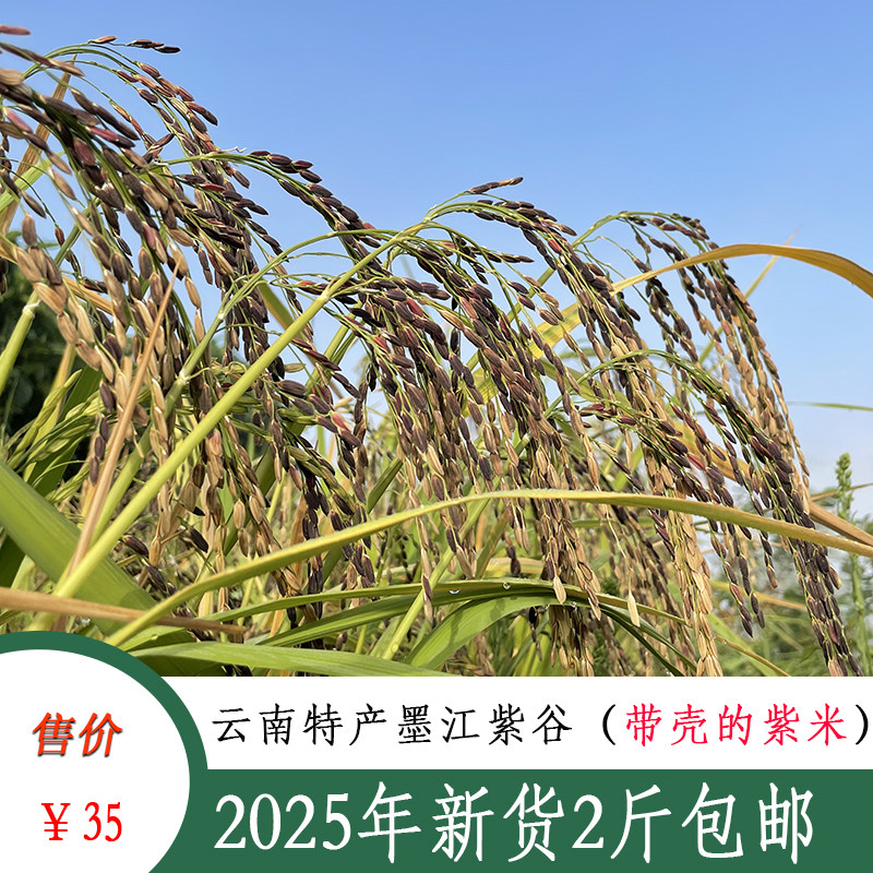 2025年新货云南墨江老品种紫谷农家自己种植的带壳紫米散装包邮