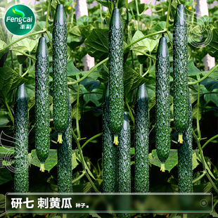 老品种绿肉刺黄瓜种子籽秧苗绿瓤秋季四季盆栽种植蔬菜种籽孑大全