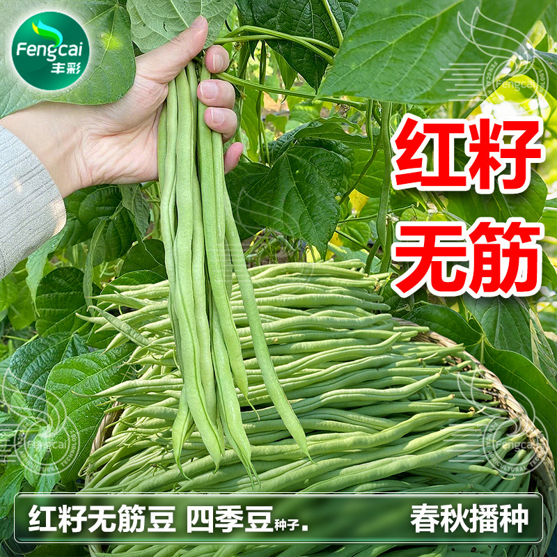 无筋四季豆种籽豆角种子芸豆搭架豆短豇豆春季秋季蔬菜籽种孑大全图片