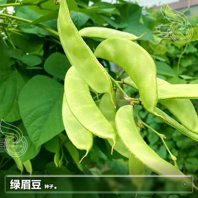 绿眉豆青扁豆猪耳朵结荚多抗病强