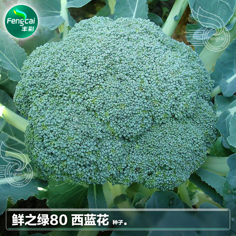 西兰花籽80天西蓝花菜种子种籽阳台南方秋季四季蔬菜籽种孑苗大全
