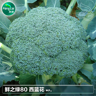 西兰花籽80天西蓝花菜种子种籽阳台南方秋季四季蔬菜籽种孑苗大全