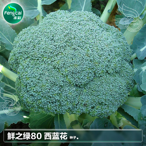 杂交优质西蓝花西兰花种子家庭装