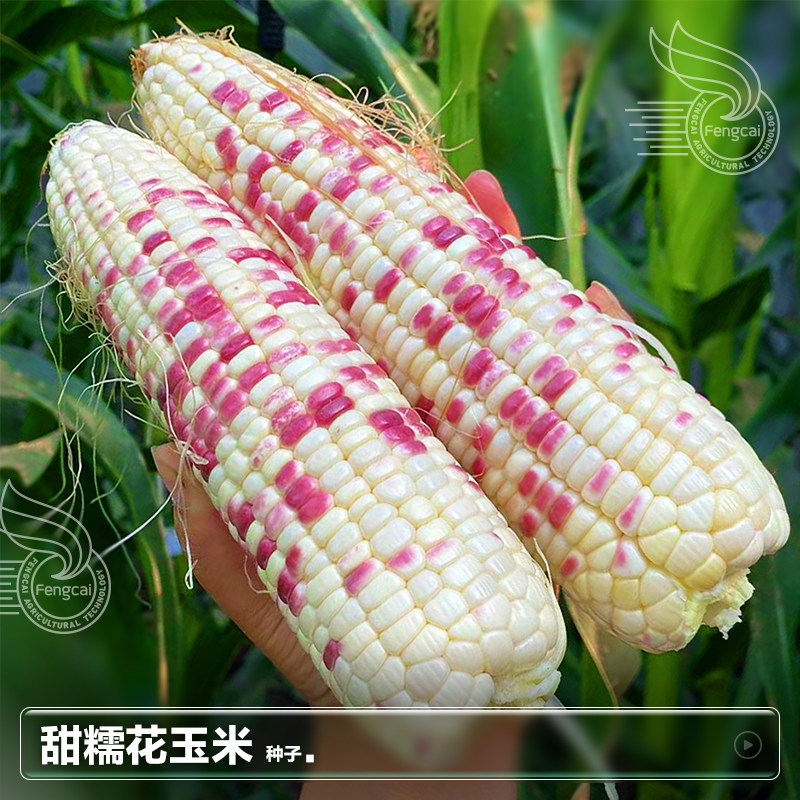 杂交花玉米甜糯玉米种子非转基因