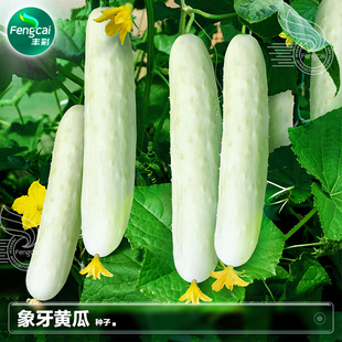春季旱黄瓜种籽老品种大白黄瓜种子青瓜苗阳台盆栽蔬菜籽种孑大全