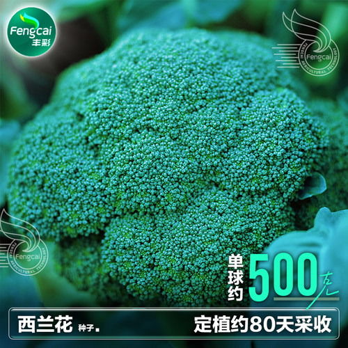 西兰花种子杂交一代单球约500克