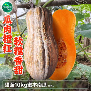 蜜本南瓜种子瓜肉橙红春秋季蔬菜种孑甜面软糯香甜蜜本大南瓜种籽