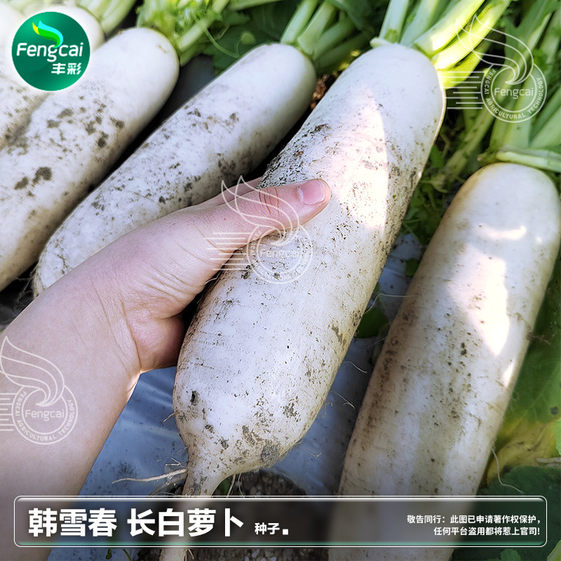 大白长萝卜种籽罗卜萝卜种子秋季秋后秋播冬季蔬菜种籽种孑子大全