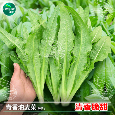 油麦菜种子耐寒耐热春秋季四季播