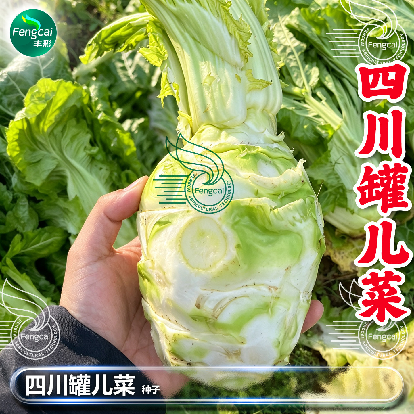 四川罐儿菜种子芥菜种籽子青菜头四季种植秋后秋季蔬菜籽种孑大全
